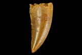 Serrated, Raptor Tooth - Real Dinosaur Tooth #124257-1